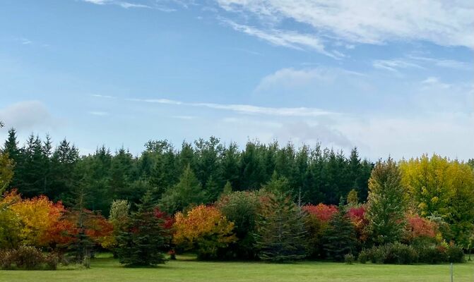 A kaleidoscope of fall color greets residents and visitors on the intersection of Highways 11 and 72 in Baudette. Photo by Shawna Wendler