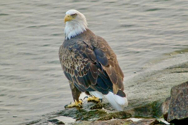 Photo taken by Kelly Anderson from the deck at he and wife Nance’s cabin on Lake of the Woods at Morson, Ontario. The eagle is it perched on the rocks along their shoreline, supervising activities on the water or looking for lunch?