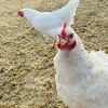 Feathered Friends Welcome, City Council approves poultry policy. Photo by Shawna Wendler