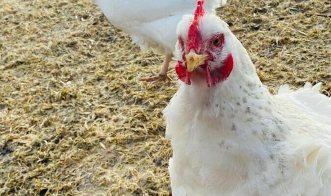 Feathered Friends Welcome, City Council approves poultry policy. Photo by Shawna Wendler